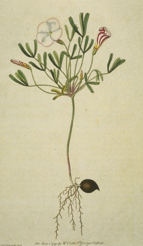 Oxalis versicolor - Curtis's Botanical