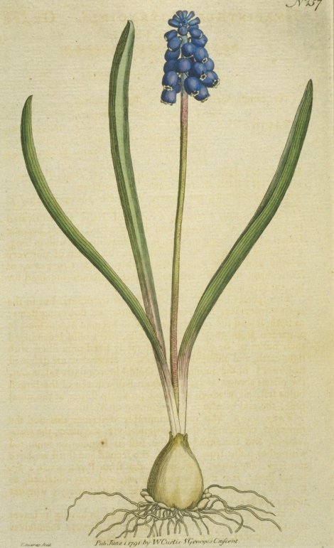 Muscari botryoides - Curtis's Botanical