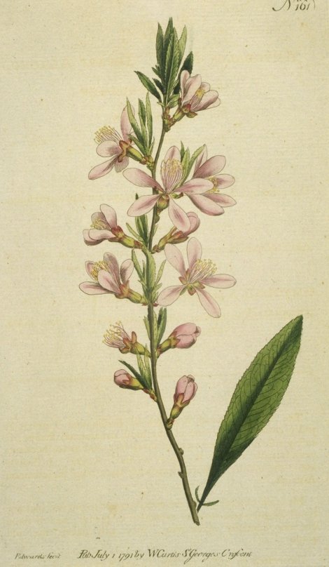 Prunus tenella - Curtis's Botanical