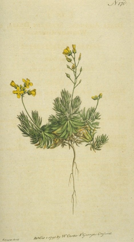 Draba brachystemon - Curtis's Botanical