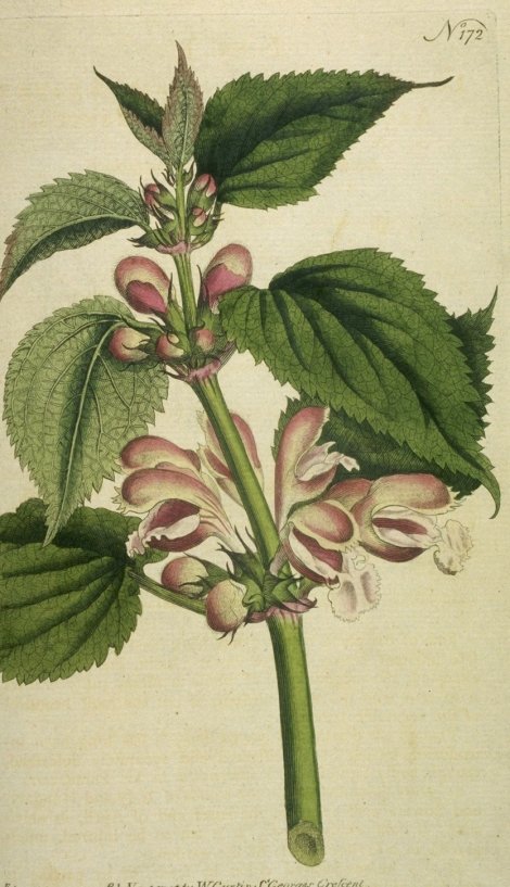 Lamium orvala - Curtis's Botanical