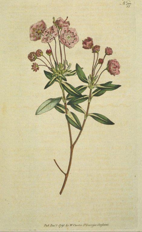 Kalmia polifolia - Curtis's Botanical