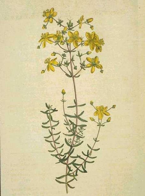 Hypericum empetrifolium - Curtis's Botanical