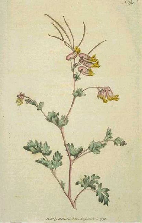 Corydalis sempervirens - Curtis's Botanical