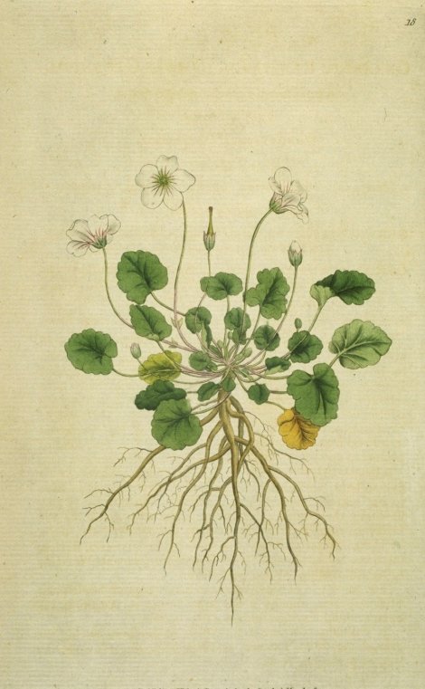 Erodium reichardii - Curtis's Botanical