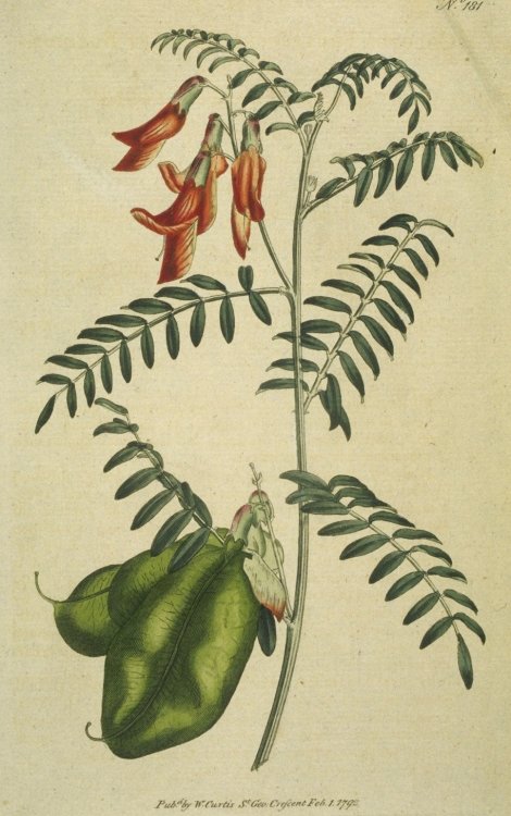 Sutherlandia frutescens - Curtis's Botanical
