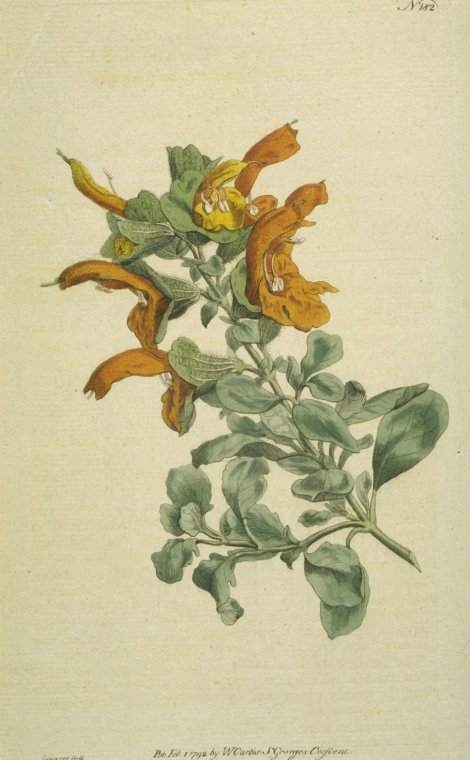 Salvia africana-lutea - Curtis's Botanical