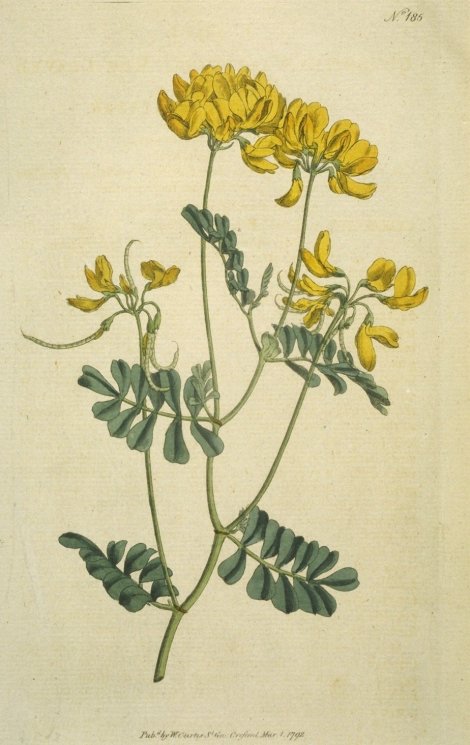 Coronilla valentina - Curtis's Botanical