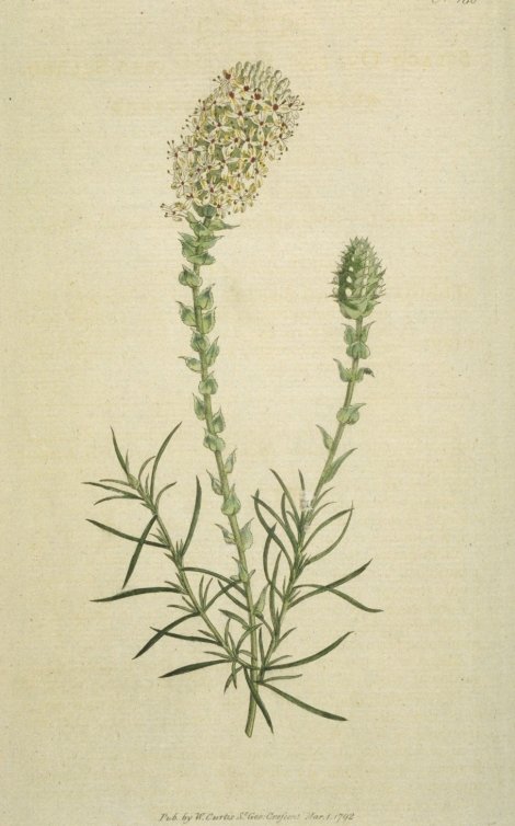 Microdon ovatus - Curtis's Botanical