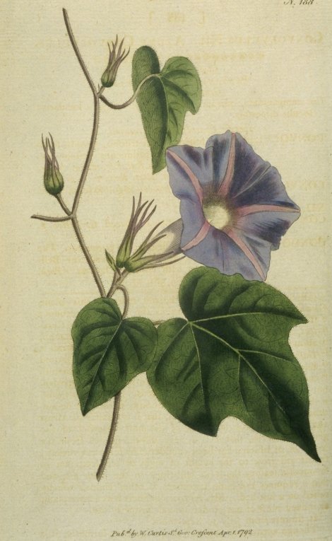 Ipomoea hederacea - Curtis's Botanical