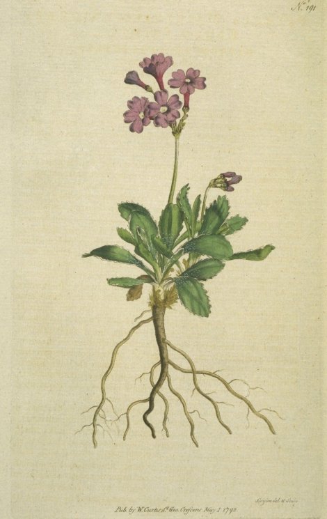 Primula marginata - Curtis's Botanical