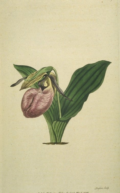 Cypripedium acaule - Curtis's Botanical