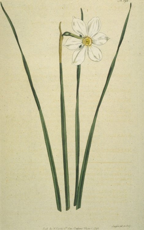 Narcissus poeticus radiiflorus - Curtis's Botanical