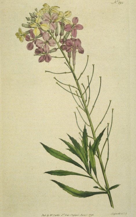Cheiranthus mutabilis - Curtis's Botanical
