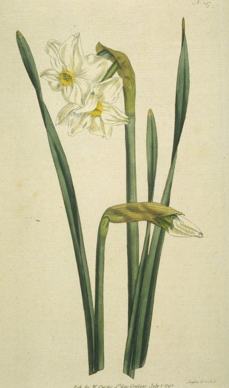 Narcissus medioluteus - Curtis's Botanical