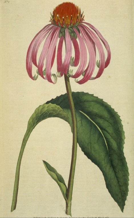 Echinacea purpurea - Curtis's Botanical