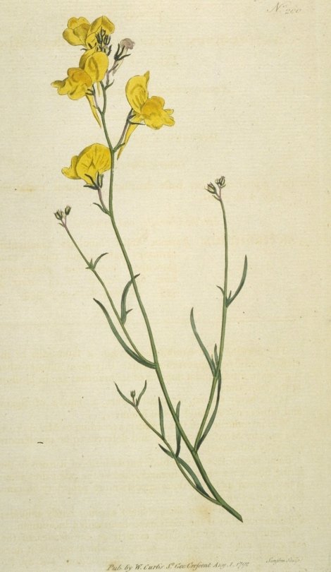 Antirrhinum sparteum - Curtis's Botanical