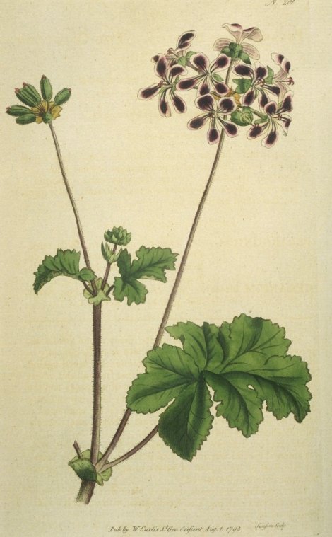 Pelargonium bicolor - Curtis's Botanical