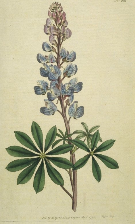 Lupinus perennis - Curtis's Botanical