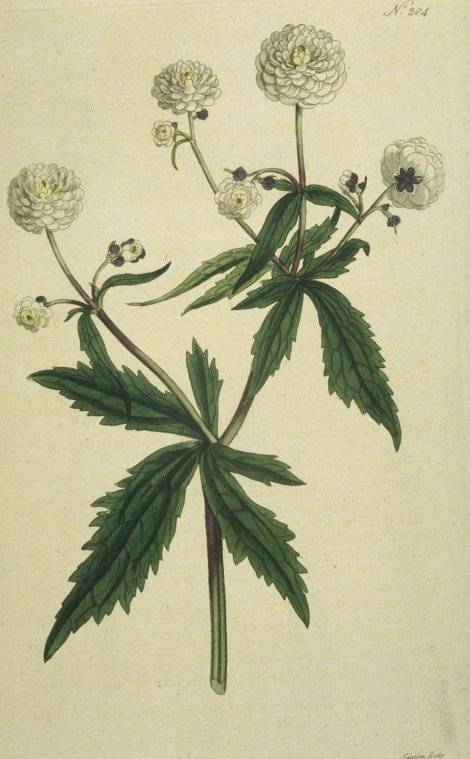 Ranunculus aconitifolius plenus - Curtis's Botanical