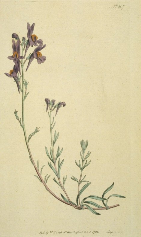 Antirrhinum alpinum - Curtis's Botanical