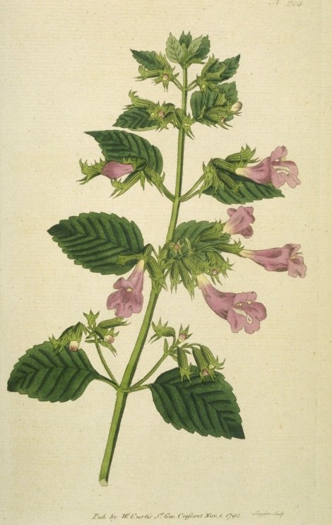 Calamintha grandiflora - Curtis's Botanical
