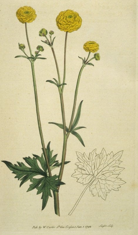 Ranunculus acris plenus - Curtis's Botanical