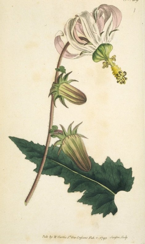 Michauxia campanuloides - Curtis's Botanical