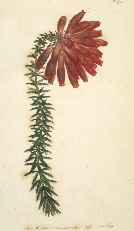 Erica cerinthoides - Curtis's Botanical