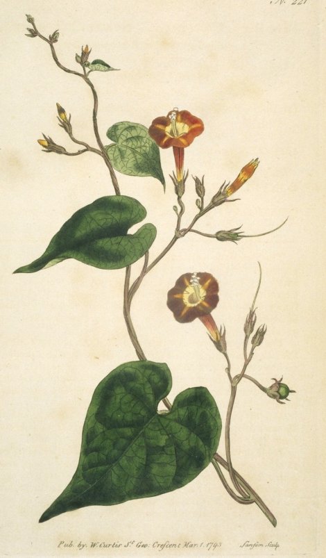Ipomcea coccinea - Curtis's Botanical