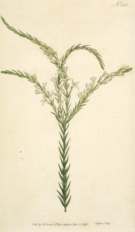 Struthiola lineariloba - Curtis's Botanical