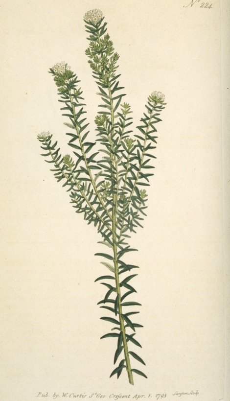 Phylica ericoides - Curtis's Botanical