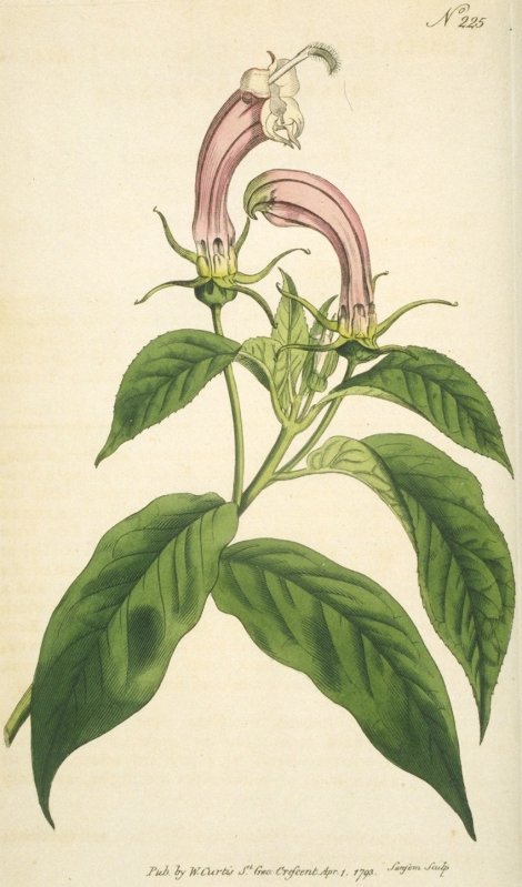 Centropogon surinamensis - Curtis's Botanical
