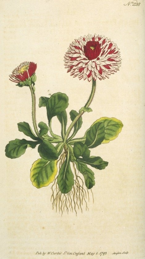 Bellis perennis var. major flore pleno - Curtis's Botanical