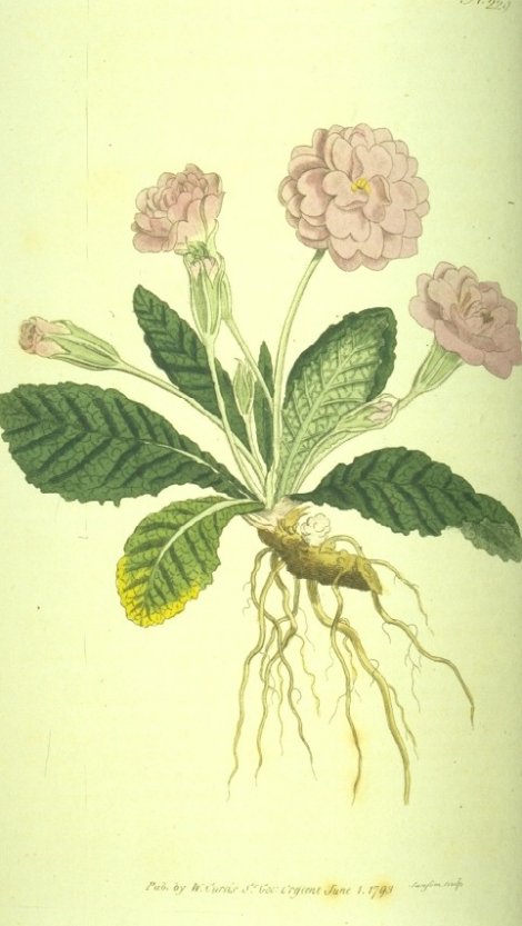 Primula vulgaris - Curtis's Botanical