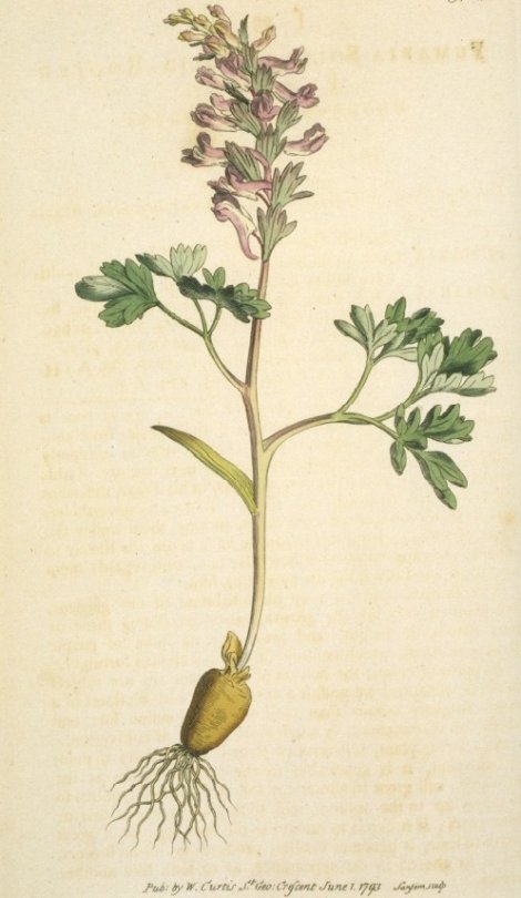 Corydalis solida - Curtis's Botanical