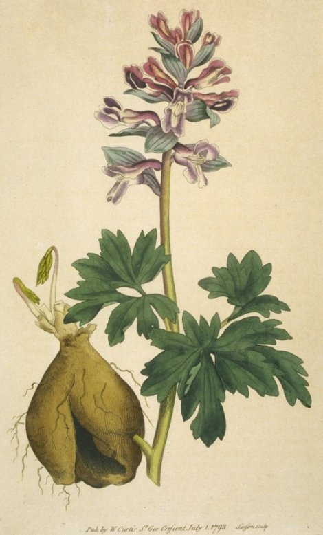 Corydalis tuberosa - Curtis's Botanical