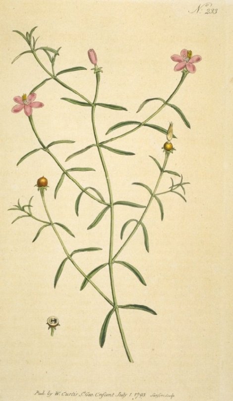 Chironia baccifera - Curtis's Botanical