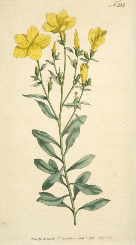 Linum arboreum - Curtis's Botanical