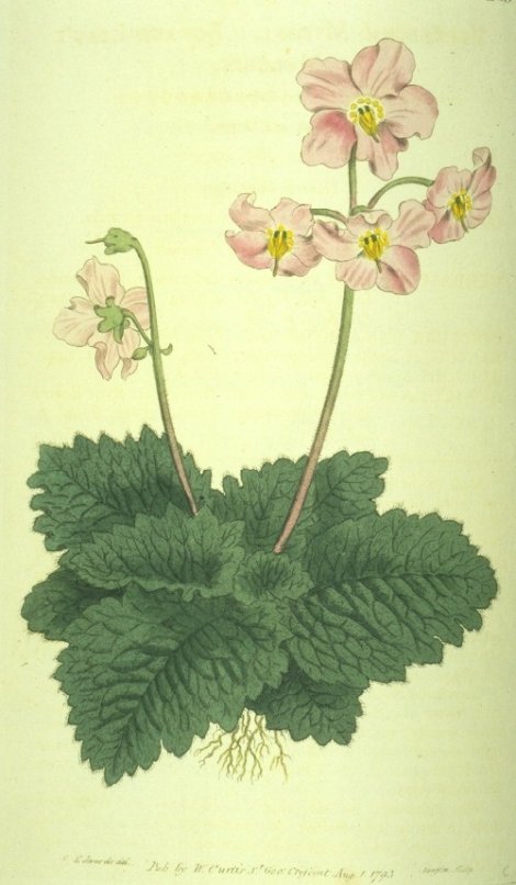 Ramonda myconi - Curtis's Botanical