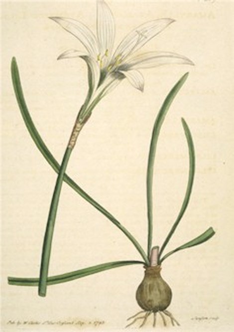 Zephyranthes atamasco - Curtis's Botanical