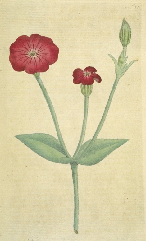 Lychnis coronaria - Curtis's Botanical