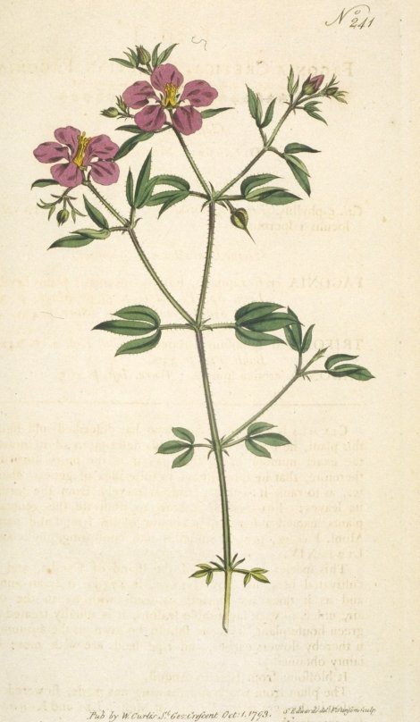 Fagonia cretica - Curtis's Botanical