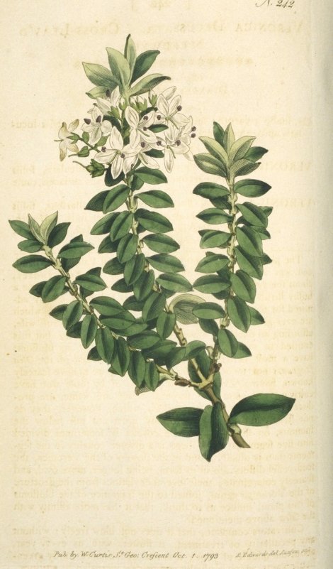 Veronica elliptica - Curtis's Botanical