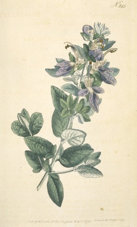 Teucrium fruticans - Curtis's Botanical