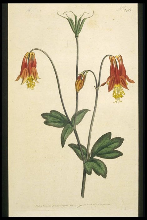 Aquilegia canadensis - Curtis's Botanical