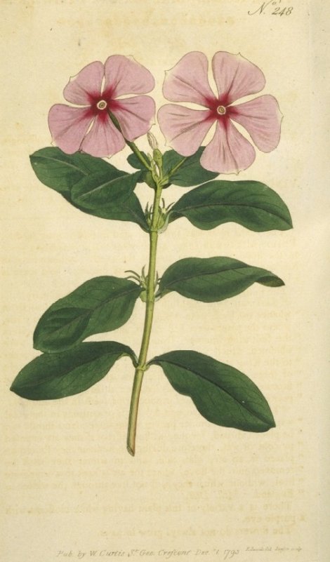 Vinca rosea - Curtis's Botanical
