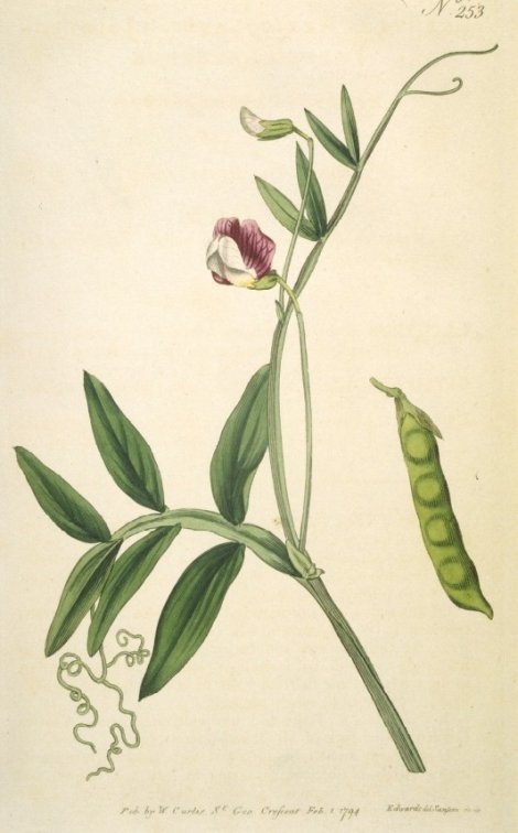 Lathyrus articulatus - Curtis's Botanical