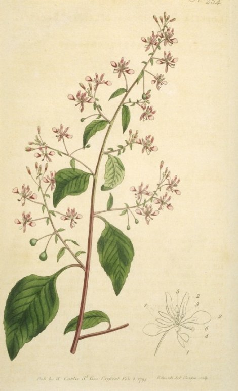 Lopezia racemosa - Curtis's Botanical