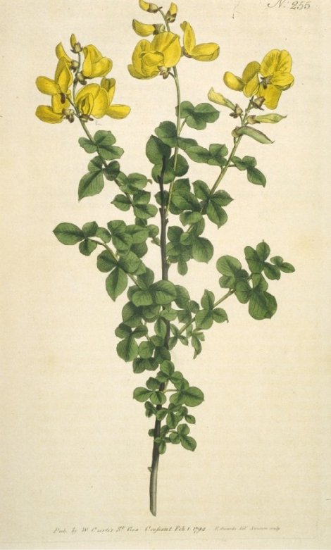 Cytisophylum sessilifolium - Curtis's Botanical